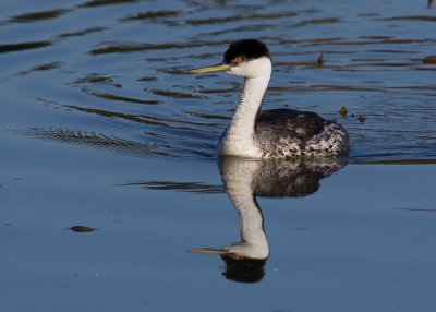 Western Grebe