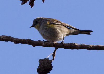 Yellow-rumped Warbler Audobon's Warbler