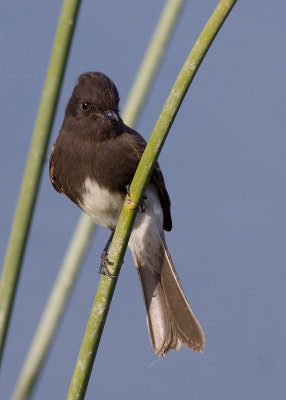 Black Phoebe