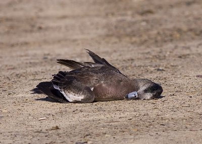 Fallen prey of the harrier a Wigeon