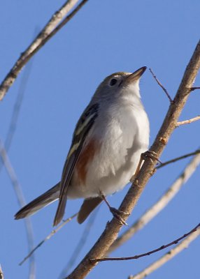 Chestnut-sided Warbler