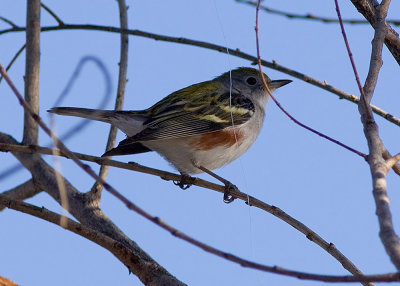 Chestnut-sided Warbler