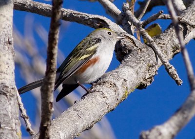 Chestnut-sided Warbler