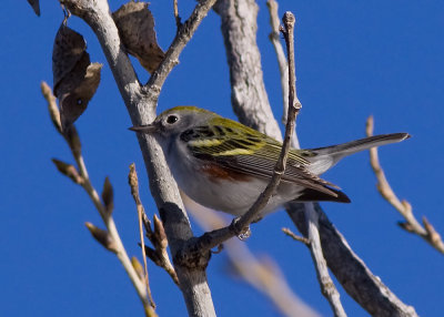 Chestnut-sided Warbler
