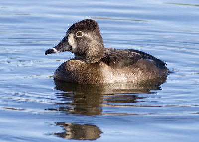 Ring-necked Duck