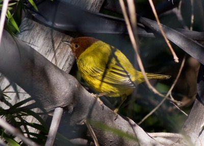 Mangrove Yellow Warbler