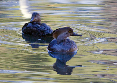 Hooded Merganser