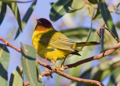 Mongrove Yellow Warbler