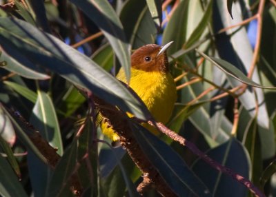 Mongrove Yellow Warbler