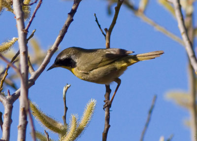 Common Yellowthroat - male