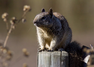 California Ground Squirrel