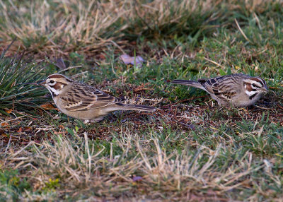 American Lark Sparrow