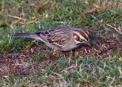 American Lark Sparrow