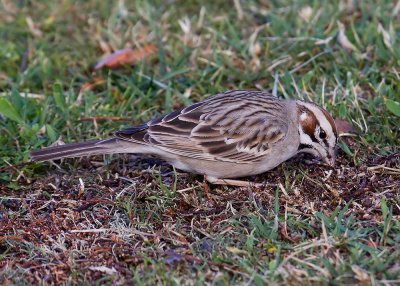 American Lark Sparrow