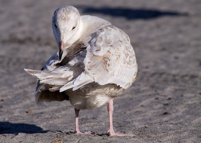 Glaucous Gull