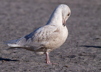 Glaucous Gull