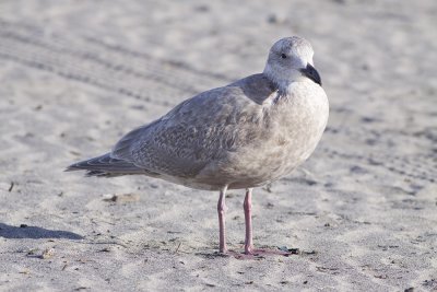 Glaucous-winged Gull