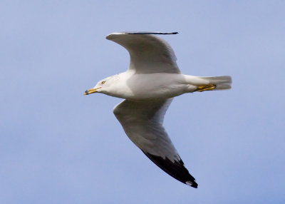 Ring-billed Gull