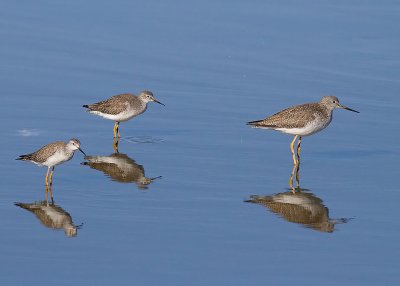 Great and Lesser Yellowlegs