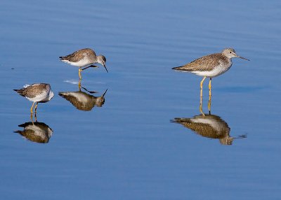 Great and Lesser Yellowlegs