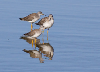 Great and Lesser Yellowlegs