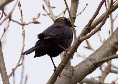 Rusty Blackbird