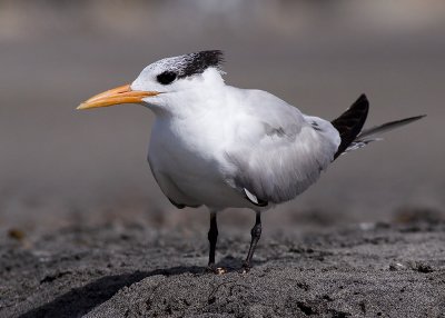 Royal Tern