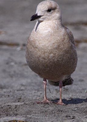 Glaucous-winged Gull