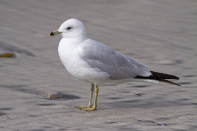 Ring-billed Gull