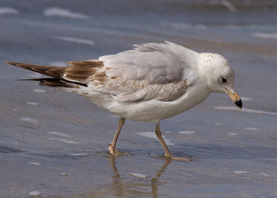 Ring-billed Gull