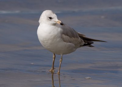 Ring-billed Gull