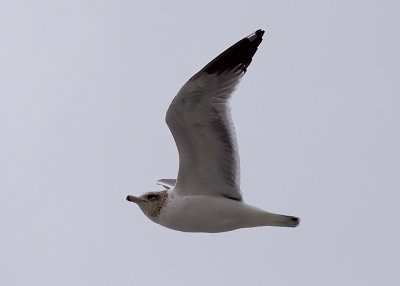  California gull
