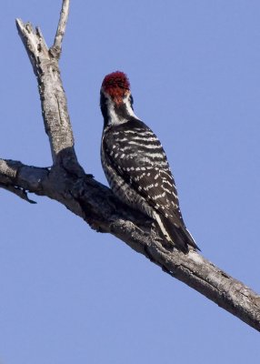 Nuttals Woodpecker - male