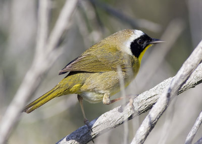 Common Yellowthroat - male