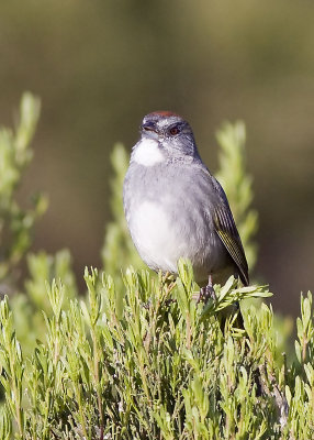 Green-tailed Towhee