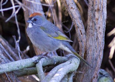 Green-tailed Towhee
