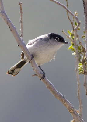 Black-tailed Gnatcher