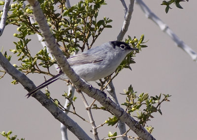 Black-tailed Gnatcher