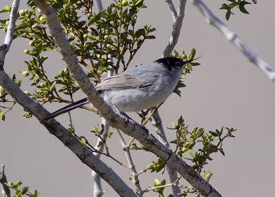 Black-tailed Gnatcher