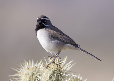Black-throated Sparrow