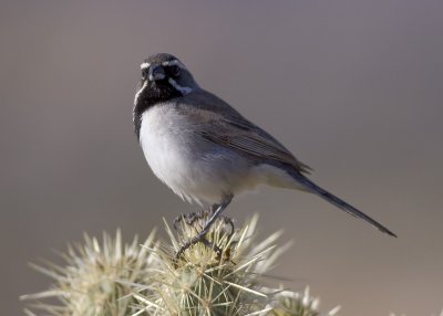 Black-throated Sparrow