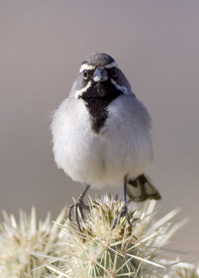 Black-throated Sparrow