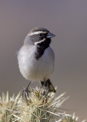 Black-throated Sparrow