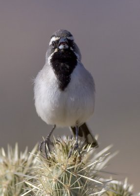 Black-throated Sparrow