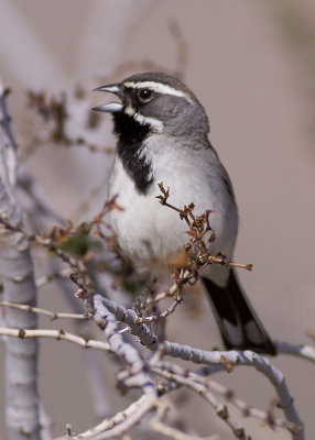 Black-throated Sparrow