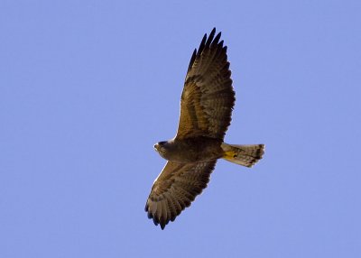 Swainson's Hawk