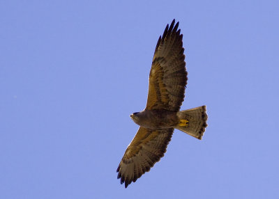 Swainson's Hawk