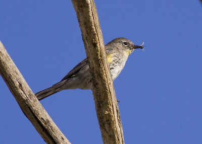 Yellow-rumped Warbler Myrtle Warbler