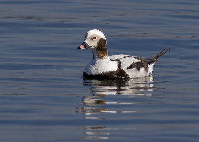 Long-tailed Duck