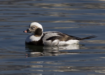 Long-tailed Duck